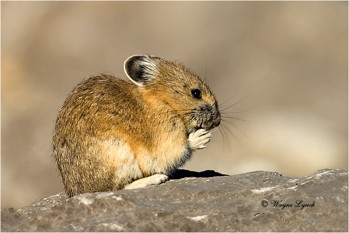 American pika 103 by Dr. Wayne Lynch &copy;